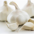 Normal White Garlic Chinese Fresh Pure White Garlic 5.5cm Factory